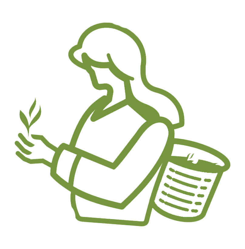 Sri Lankan tea plantation women picking the fresh tea leaves